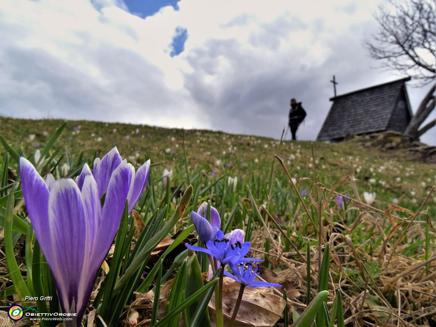 47 Crocus vernus (Crocus) e Scilla bifolia (Scilla silvestre) ai prati della Pigolotta di Valtorta .JPG